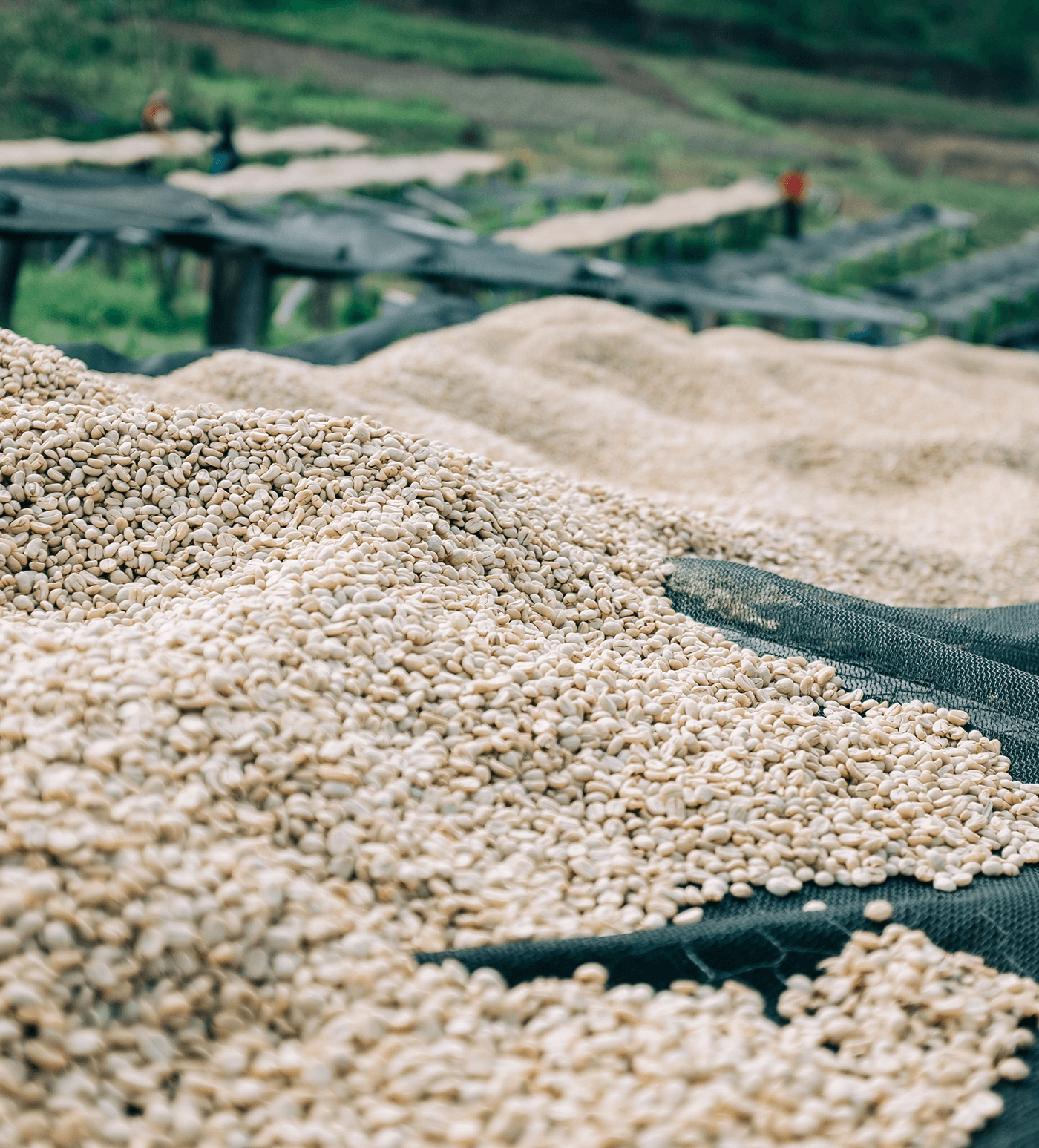 Verve Coffee Roasters - Gura AA - Producer Image