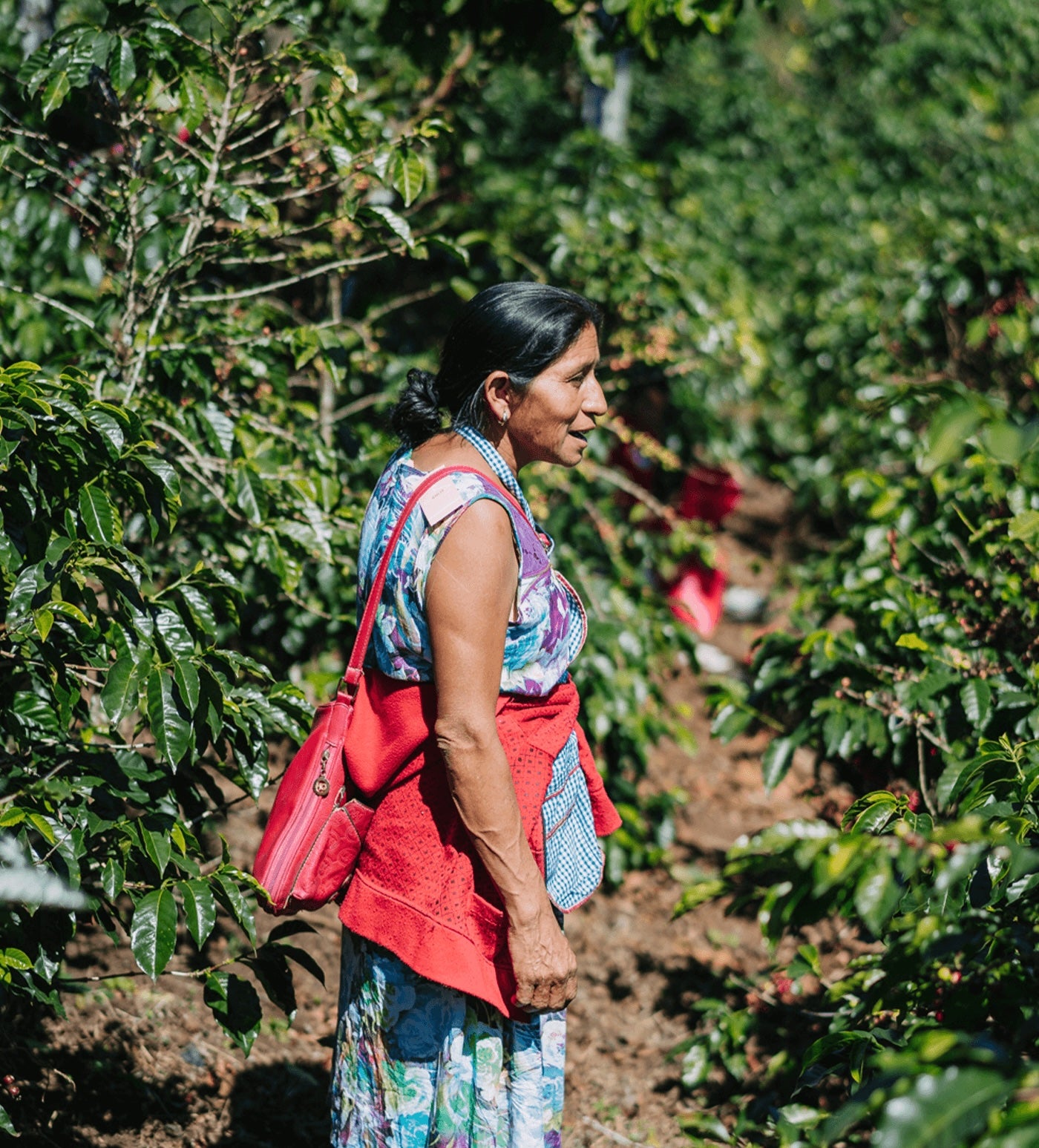 Verve Coffee Roasters - Mujeres de Huehue - Producer Image